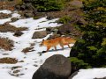 Fuchs im Shiretoko Nationalpark (Japan)