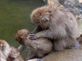 japanische Makaken in Jigokudani bei Yamanouchi