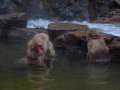 japanische Makaken in Jigokudani bei Yamanouchi