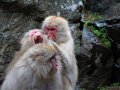 japanische Makaken in Jigokudani bei Yamanouchi