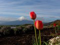 Mount Fuji