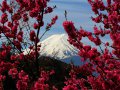 Mount Fuji