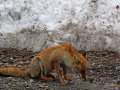 Fuchs im Hachimantai Nationalpark