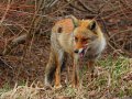 Fuchs im Hachimantai Nationalpark