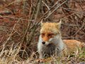 Fuchs im Hachimantai Nationalpark