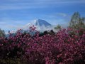 Mount Fuji