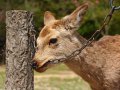 Hirsch lutscht an Kette