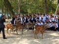 japanische Schulklasse mit Hirsch in Nara