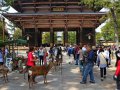 Hirsche und Touristen in Nara