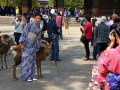 Hirsche und Touristen in Nara