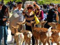 Hirsche und Touristen in Nara