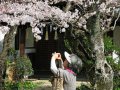 Kirschblüten in Himeji