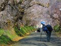 Kirschblüten fotografieren