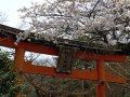 Torii mit Kirschblüten