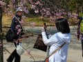 Kirschblüten fotografieren