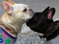 kleine Hunde in Osaka