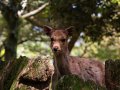 Hirsche in Nara