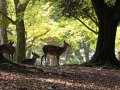 Hirsche in Nara