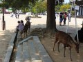 Hirsche in Nara