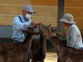 Hirsche füttern in Nara