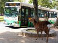 Hirsche in Nara