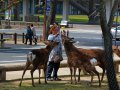 Hirsche in Nara