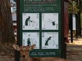wilde Hirsche in Nara
