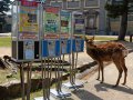 Hirsche in Nara