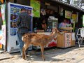 Hirsche in Nara