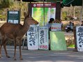 Hirsche in Nara
