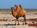 Kamele am Kaspischen Meer