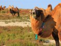 Kamele am Kaspischen Meer