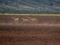 Gazellen am Turkanasee (Kenia)