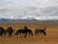 Pferde im Tian Shan Gebirge in Kirgistan