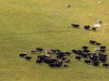 Yak Herde in Kirgistan