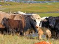 Yaks in Kirgistan