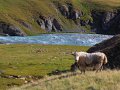 Yak in Kirgistan