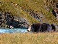 Yak in Kirgistan