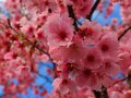 Kirschblüten (Japan)