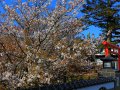 Kirschblüten in Chiran (Japan)