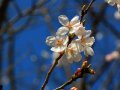 Kirschblüte (Japan)