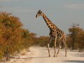 Giraffe im Etosha Nationalpark