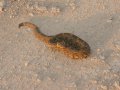 Schlange im Etosha Nationalpark