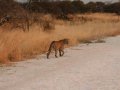 Leopard im Etosha Nationalpark