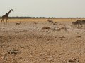 Giraffe im Etosha Nationalpark
