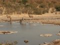 Kudus am Wasserloch im Etosha Nationalpark