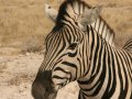 Zebra im Etosha Nationalpark