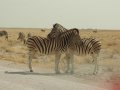 Zebra im Etosha Nationalpark