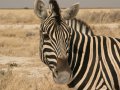 Zebra im Etosha Nationalpark