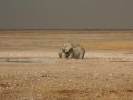 Wüstenelefant im Etosha Nationalpark
